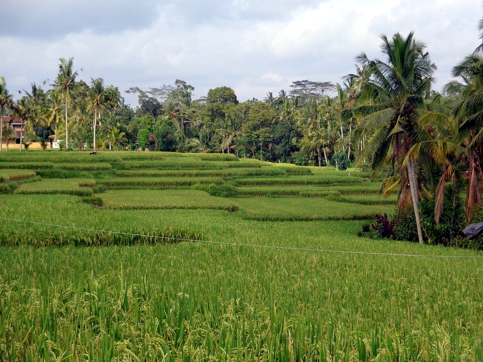 Bali ubud
