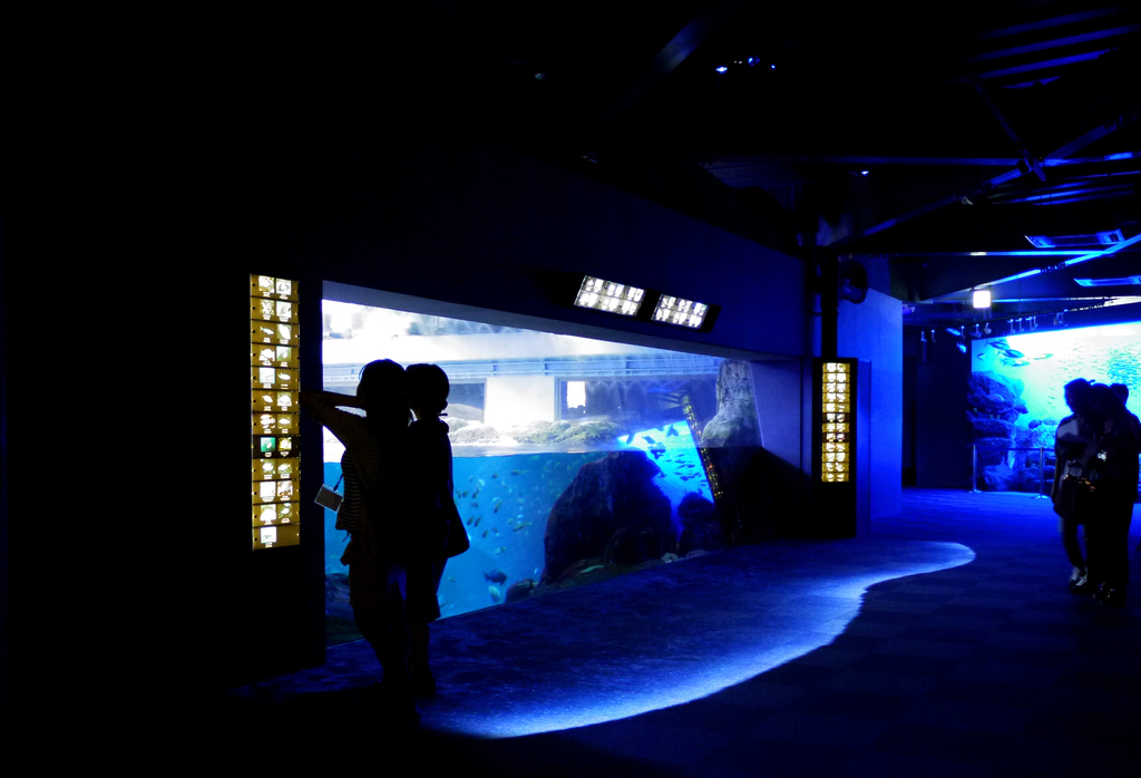 for the first time in the world! enoshima aquarium and projection mapping - "night aquarium" | the moment you enter into the radiant blue night aquarium
