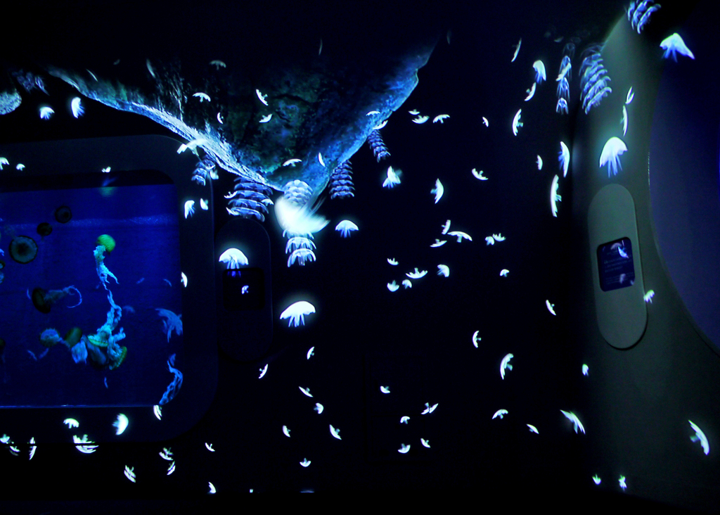 for the first time in the world! enoshima aquarium and projection mapping - "night aquarium" | relaxing collaboration with slowly swaying jellyfish