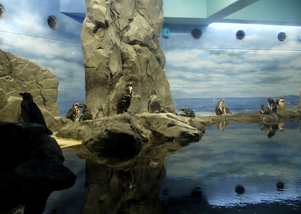 for the first time in the world! enoshima aquarium and projection mapping - "night aquarium" | watching night life