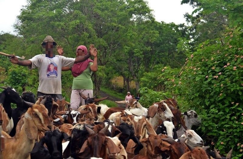 one of the world's pink beaches revealed: tangsi beach in lombok | meet local shepherds and their goats