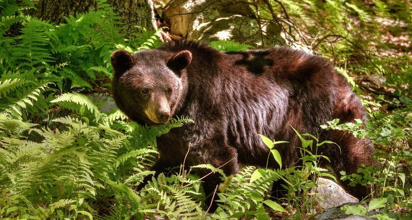 Bears are abundant in Shenandoah