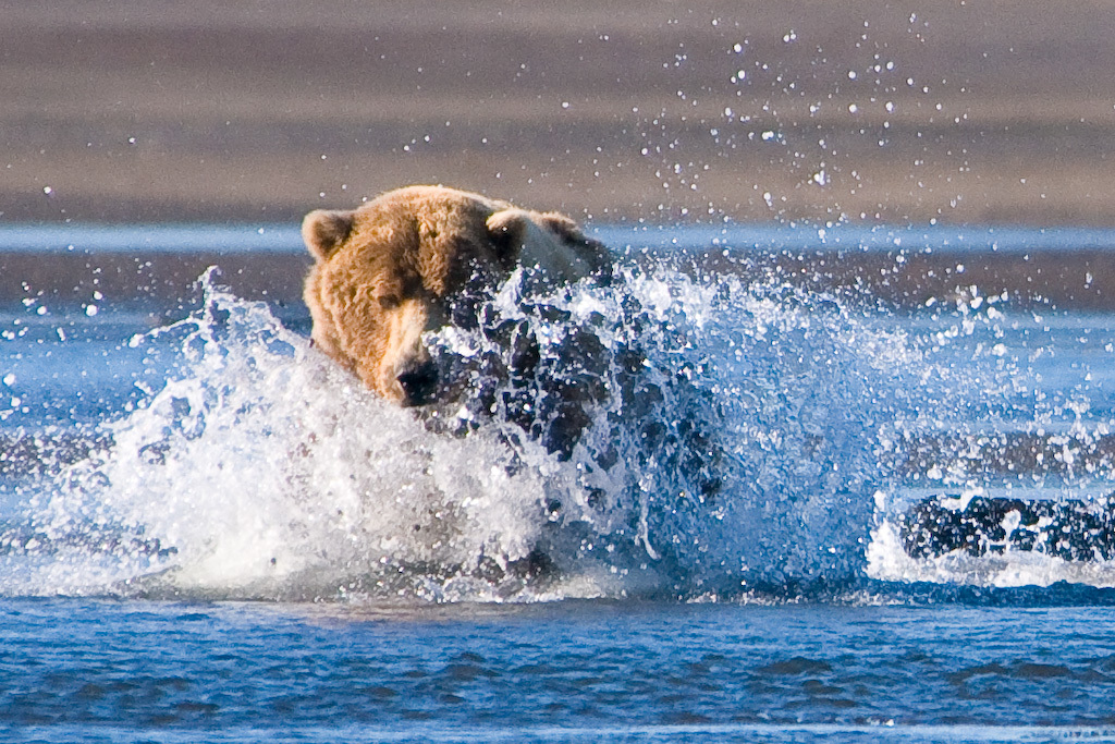 Brown Bear, Hallo Bay, Katmai National Park 1