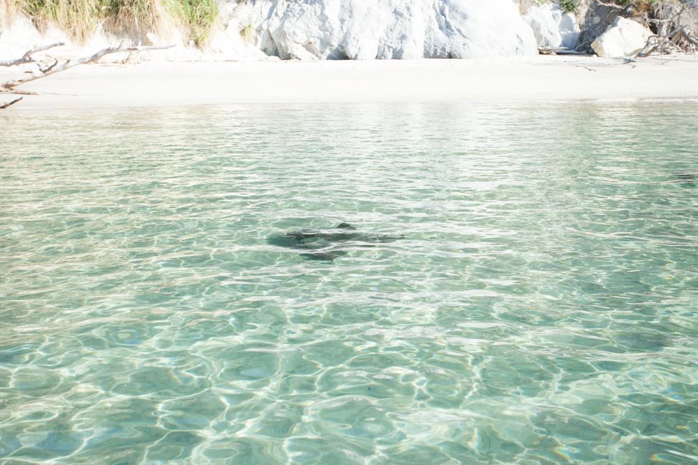 We spotted an eagle ray while visiting Stingray Bay by boat.