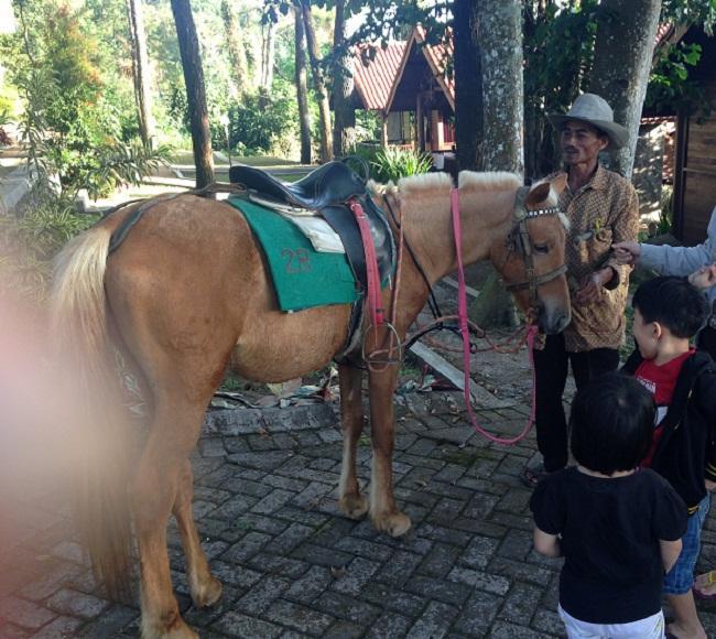 A horse ride for 4 USD
