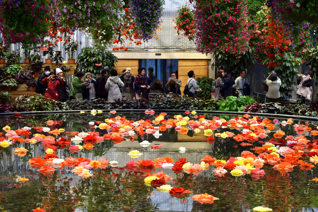 Floating Begonia Garden at Nabana No Sato
