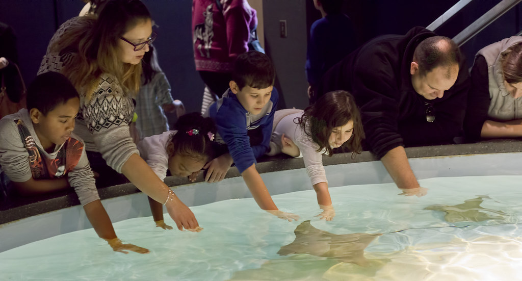 Virginia Aquarium & Marine Science Center Cownose stingray rays pet touch tank