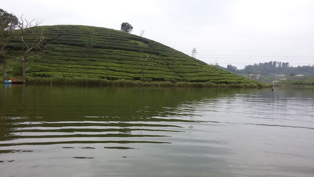A tea plantation across the lake (28529588066)