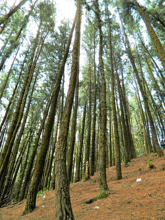 Vagamon Pine Forest