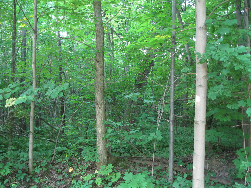 Parc-nature du Bois-de-Saraguay