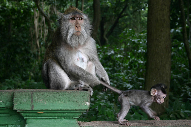 Monkey of the Monkey Forest Temple, Ubud - Bali 1