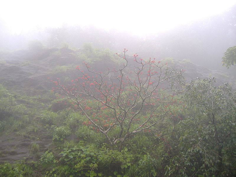 Agumbe