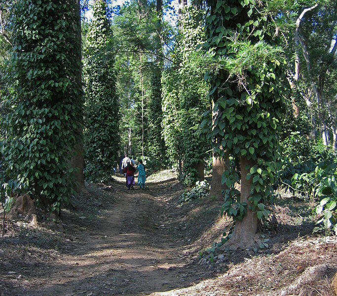 Plantation road Coorg Karnataka