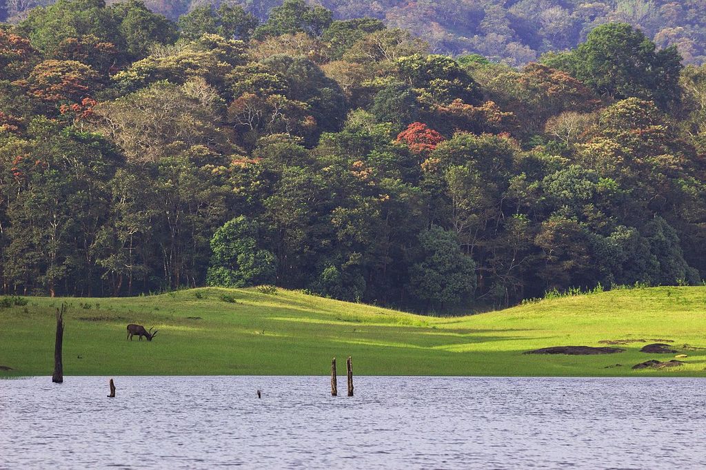 Periyar National Park - Ramprasad T