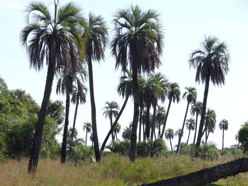 Palmar de Yatay