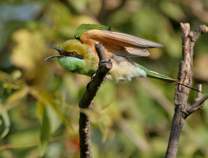 Green Bee-eater (Merops orientalis) in Hyderabad, AP W IMG 1351