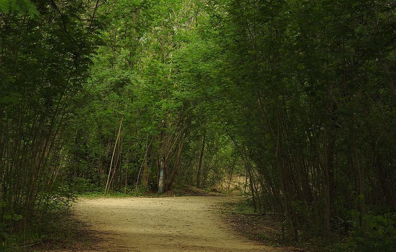 A Green Walway in Botanical Garden Hyderabad Telangana
