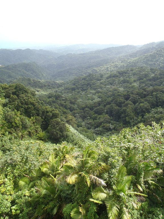 a five-day itinerary in refreshing puerto rico | day 4: el yunque national forest