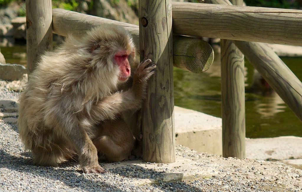 Snow monkey park at Jigokudani Yaenkoen (Nagano-Japan) (14763991244)