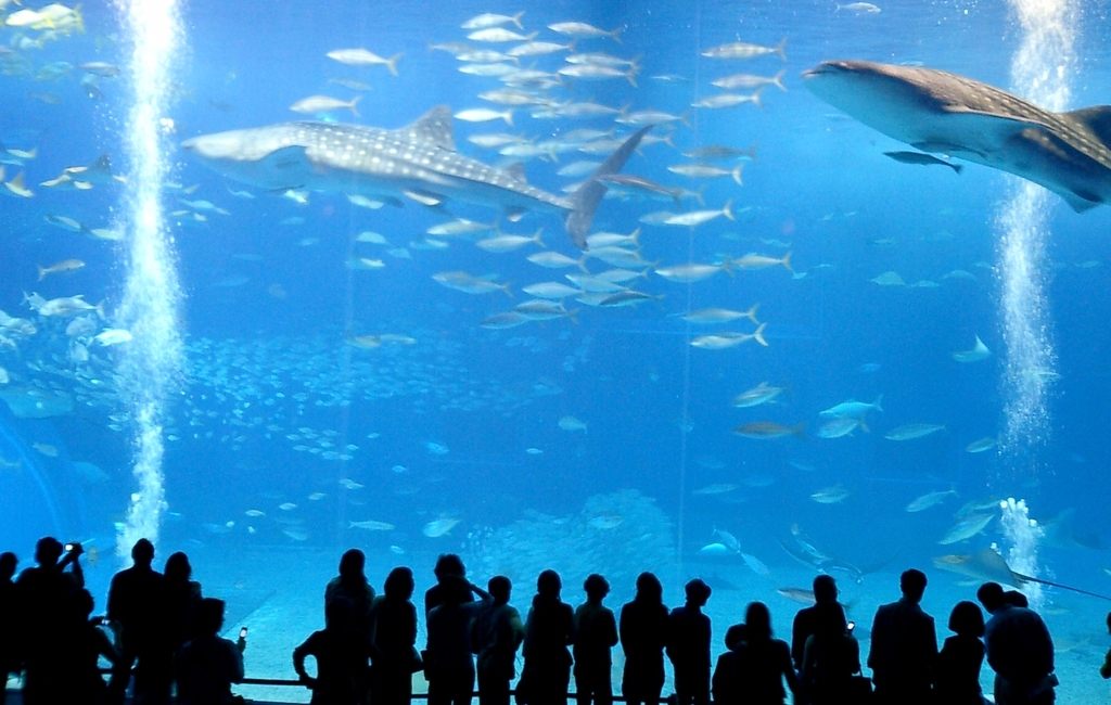 Okinawa Churaumi Aquarium