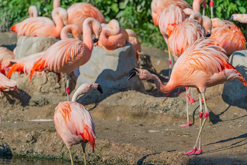 Zoo Zurich