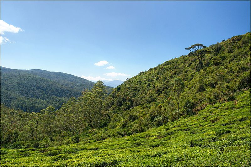 Single Tree Hill Nuwara Eliya - panoramio