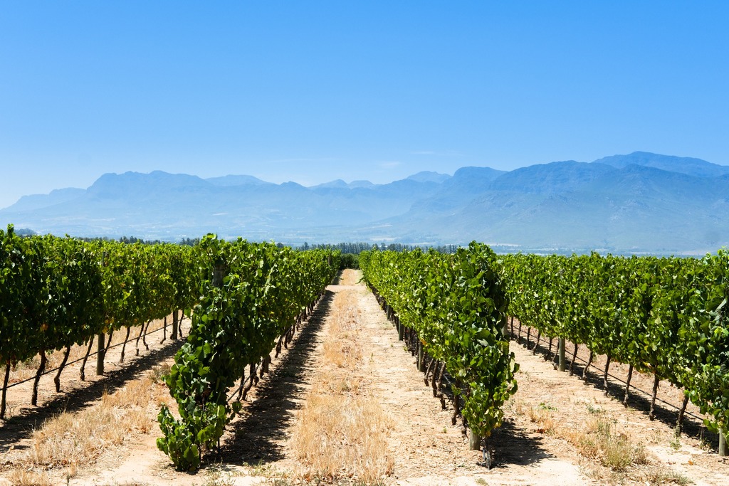 Vineyard