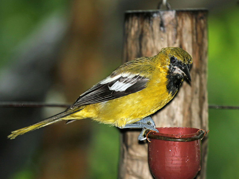 Jamaican Oriole RWD1