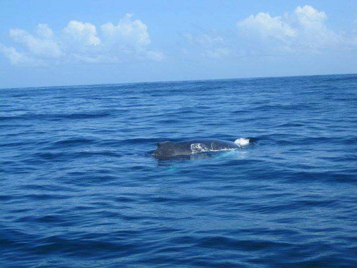 Mother Humpback Whale in Samaná Bay, Dominican Republic