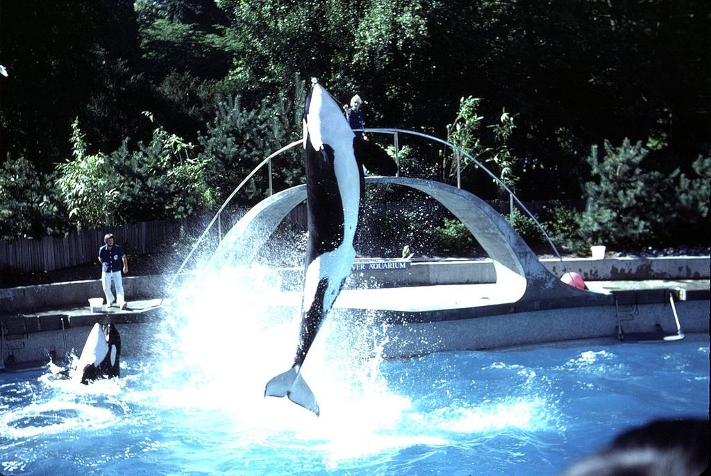 Vancouver Aquarium, 1974
