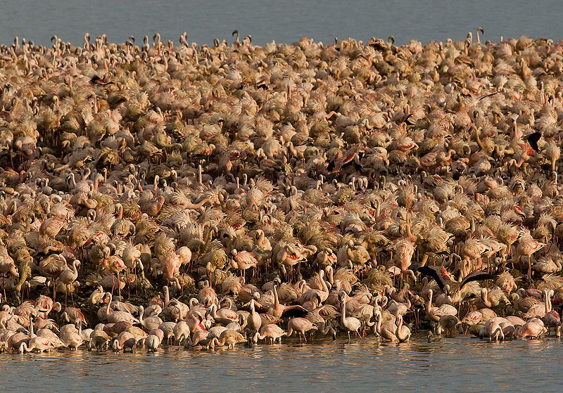 Lesser Flamingos, Kamfersdam breeding island, 2006