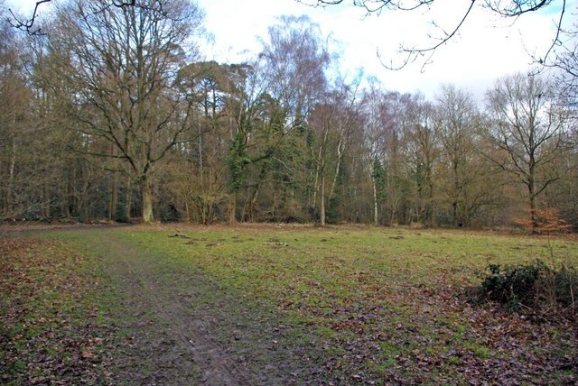 Whippendell Woods