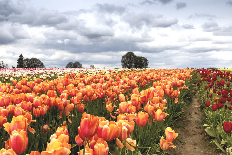 Wooden Shoe Tulip Farm, Oregon