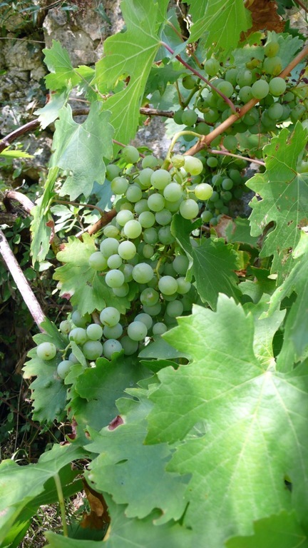 Cote d'Azur 2007 - Sour Grapes (1163744985)