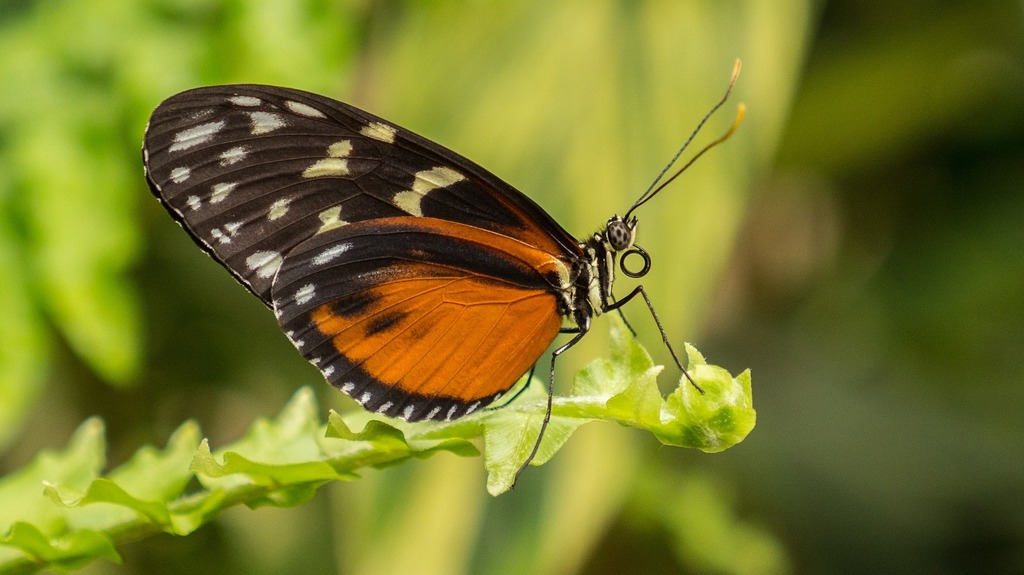Mariposario de Benalmádena-Butterfly Park