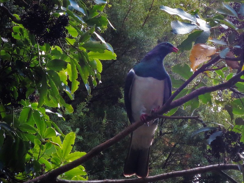 New Zealand Pigeon