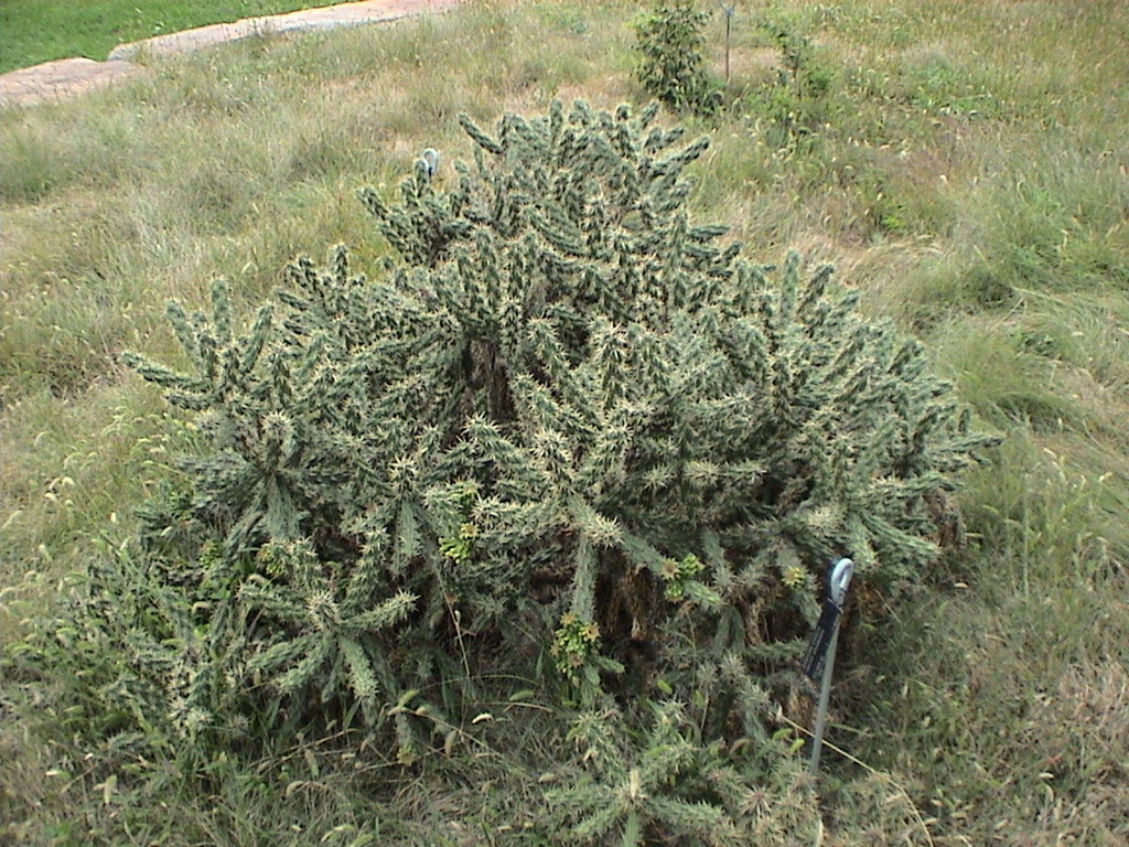 Cylindropuntia imbricata, Morton Arboretum, Lisle, Illinois