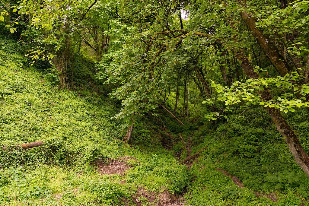 Forest Park, Portland, Oregon (24012149446)