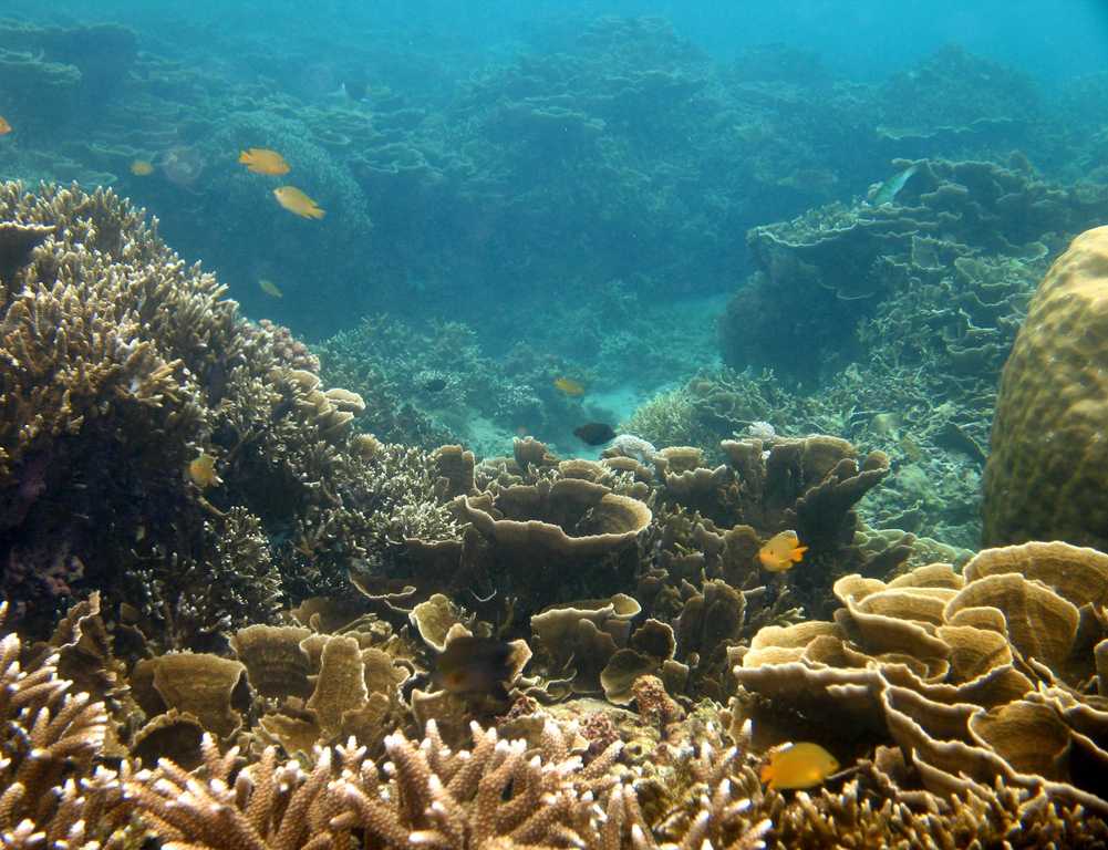 Beautiful coral reef, Batangas, Anilao - panoramio
