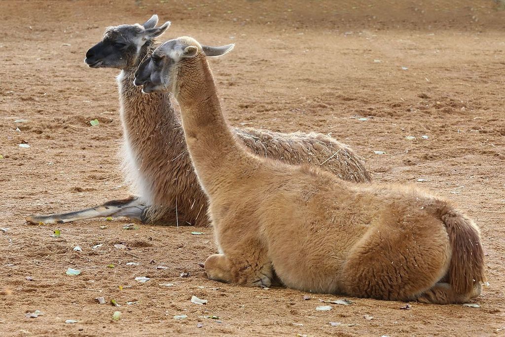 Llamas