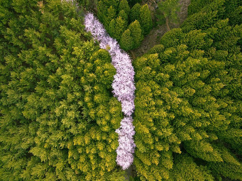 Cherry Blossoms Path on Hwangnyeongsan Mountain (황령산)