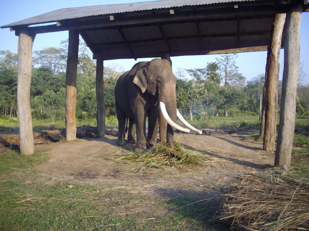 Largest elephant bull at Sauraha Elephant stables in chitwan.
