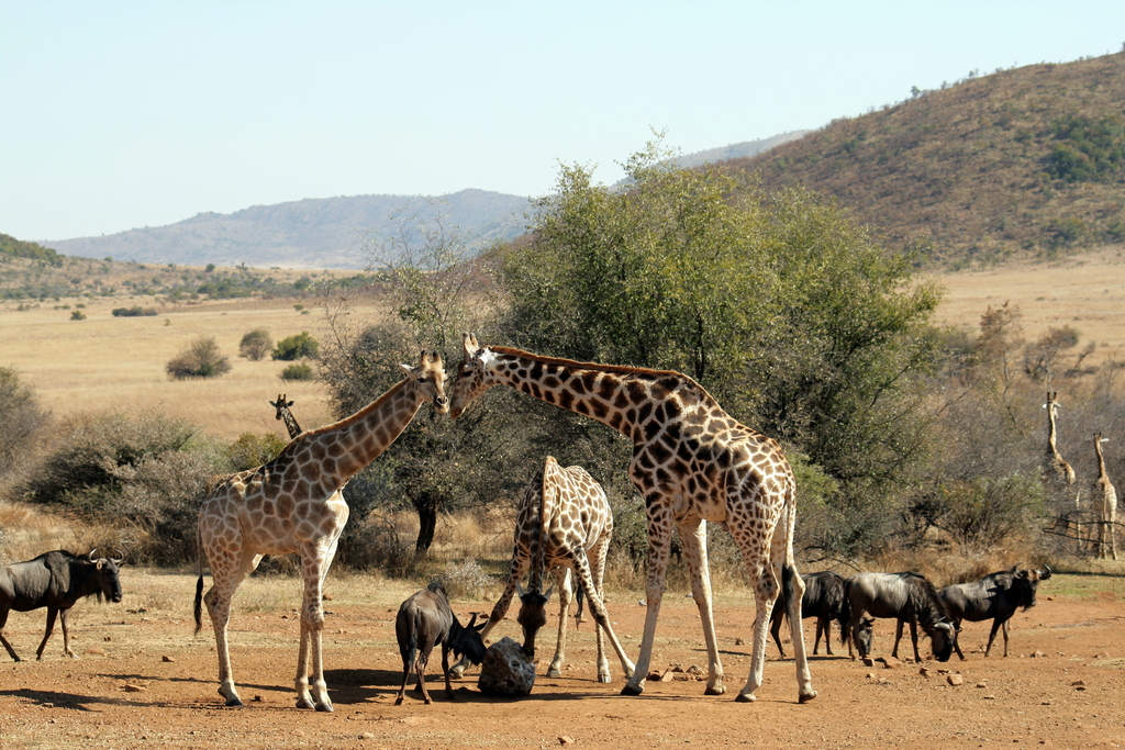 Pilanesberg-Salt lick-002