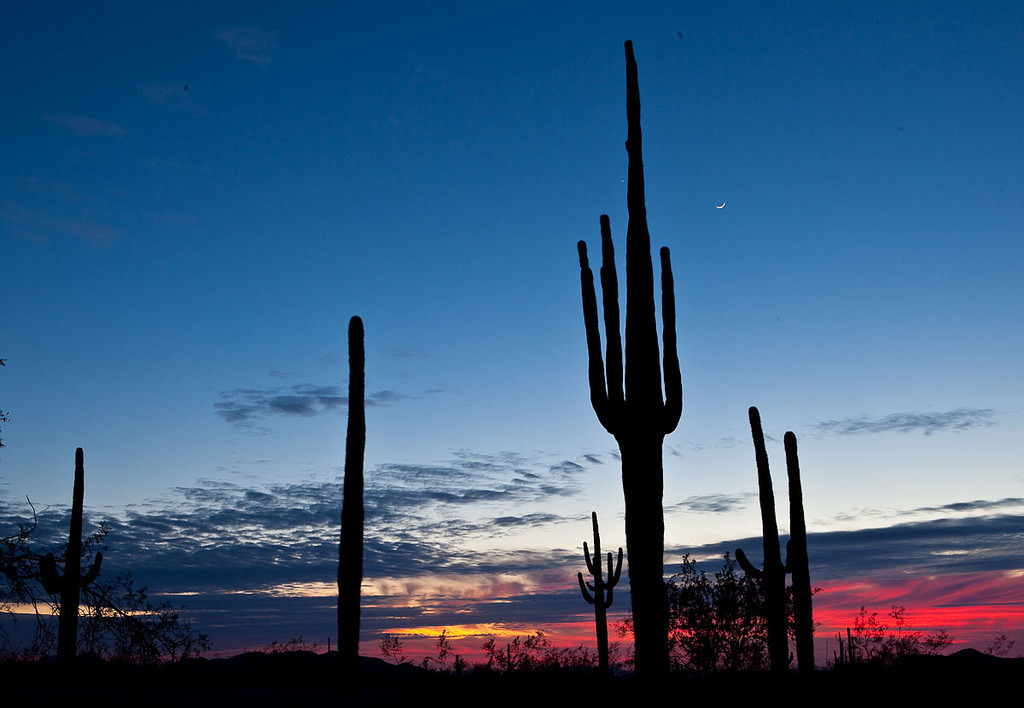 BLM Winter Bucket List #27: Sonoran Desert National Monument, Arizona, for Day Hikes Among the Saguaro