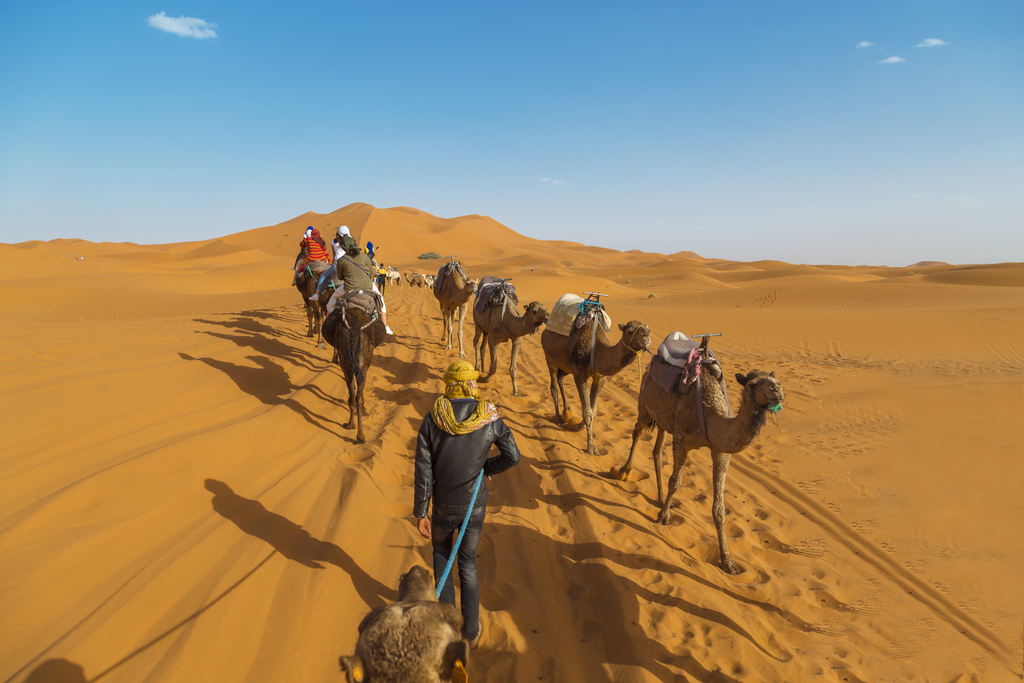 Camel caravan going through sand in the Sahara Desert