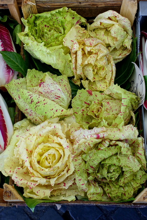 Speckled lettuce
