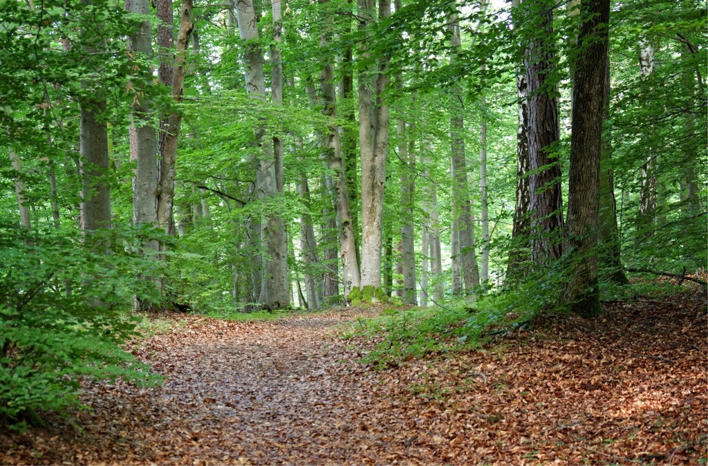 Nature trail