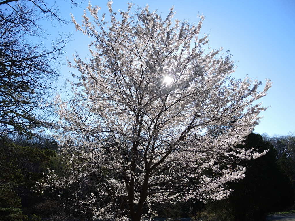 AppleTreeInBloomDurandEastmanPark