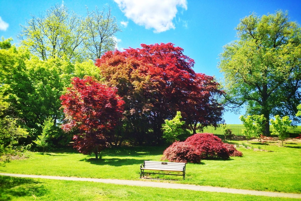 HighlandParkTrees