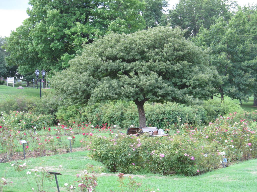 Maplewood Rose Garden - Rochester, New York